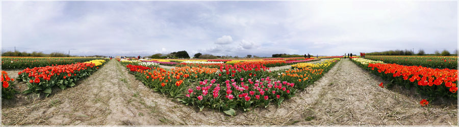 Tulipes Saint Jean Trolimon Tulipes Saint Jean Trolimon www.360x180.fr Selme Matthieu