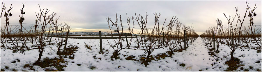 Vendanges Tardives ! Quelques grappes de raisins arrives maturit aprs les vendanges. www.360x180.fr Selme Matthieu