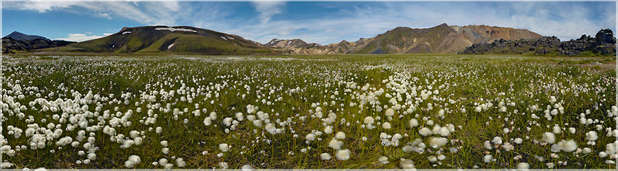 Petite pause dans les fleurs de Landmannalaugar Nous décidons de repartir pour une rando à la journée : la tente et tout le matériel de camping resteront à Landmannalaugar !  www.360x180.fr Selme Matthieu